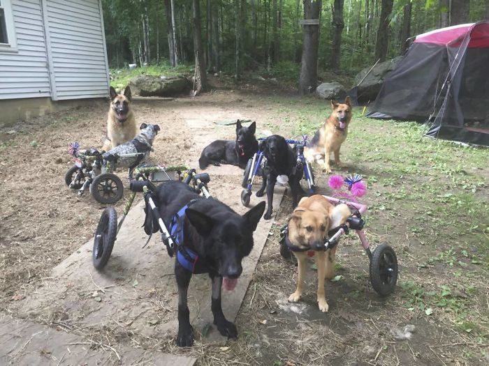 Woman Adopts 6 Dogs With Special Needs And Now They're All Living Their Best Lives