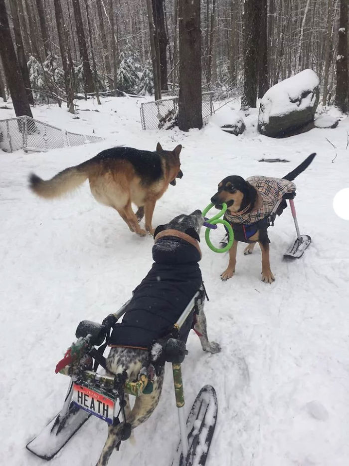 Woman Adopts Six Special Needs Pups And Now They're Living Their Best Lives  (16 Pics) - Kingdoms TV