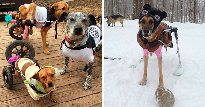 Woman Adopts 6 Dogs With Special Needs And Now They’re All Living Their Best Lives