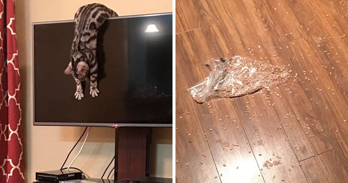 30 Times These Cat Owners Realized Their Pets Might Be Evil