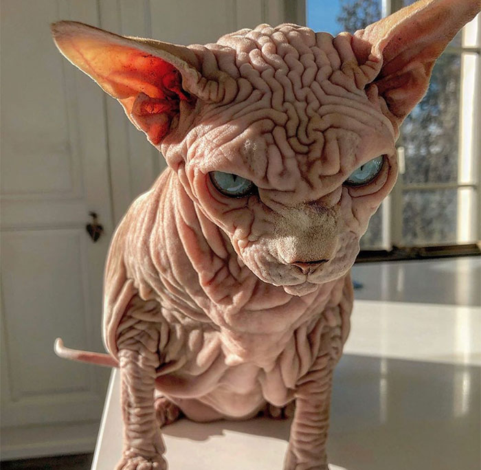 This Extra-Wrinkly Evil-Looking Cat Is Actually Very Lovely (30 Pics)