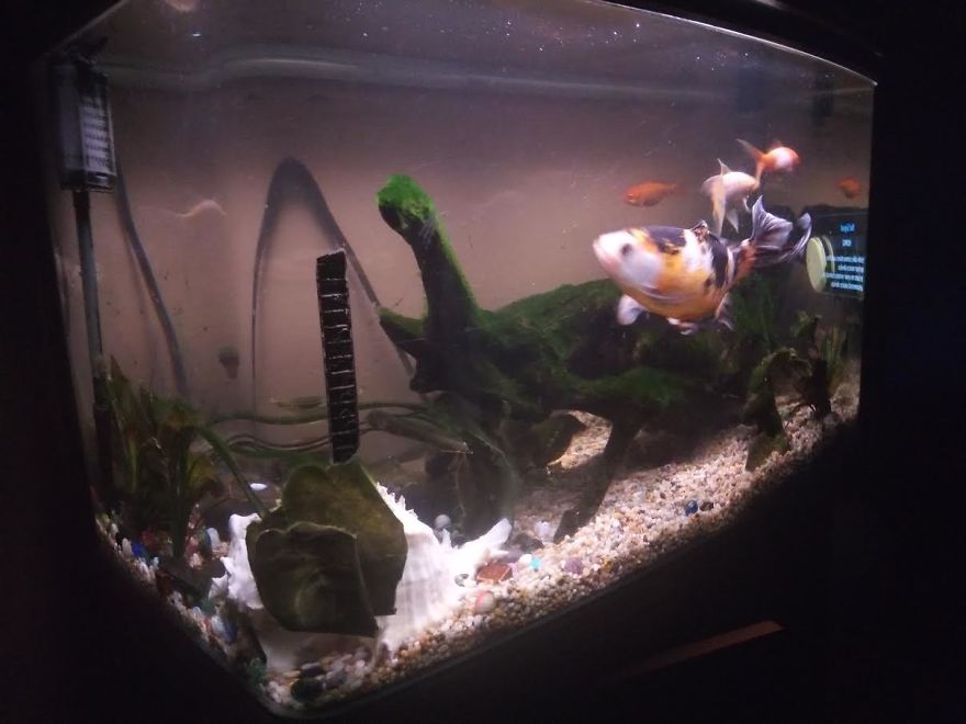 Who Allowed That Coronasaurus Into My Family Bubble?