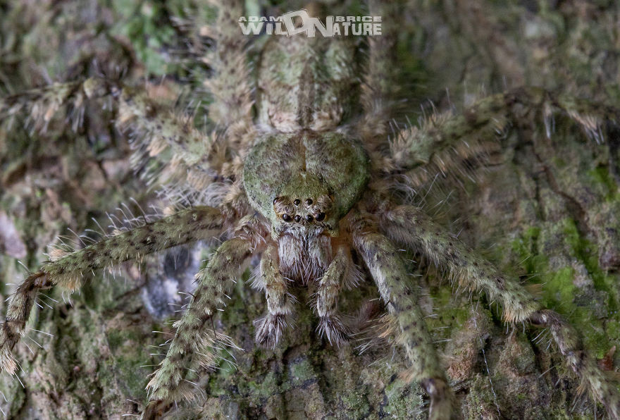 Lichen Everything About This Spider Lichen Everything About This Spider