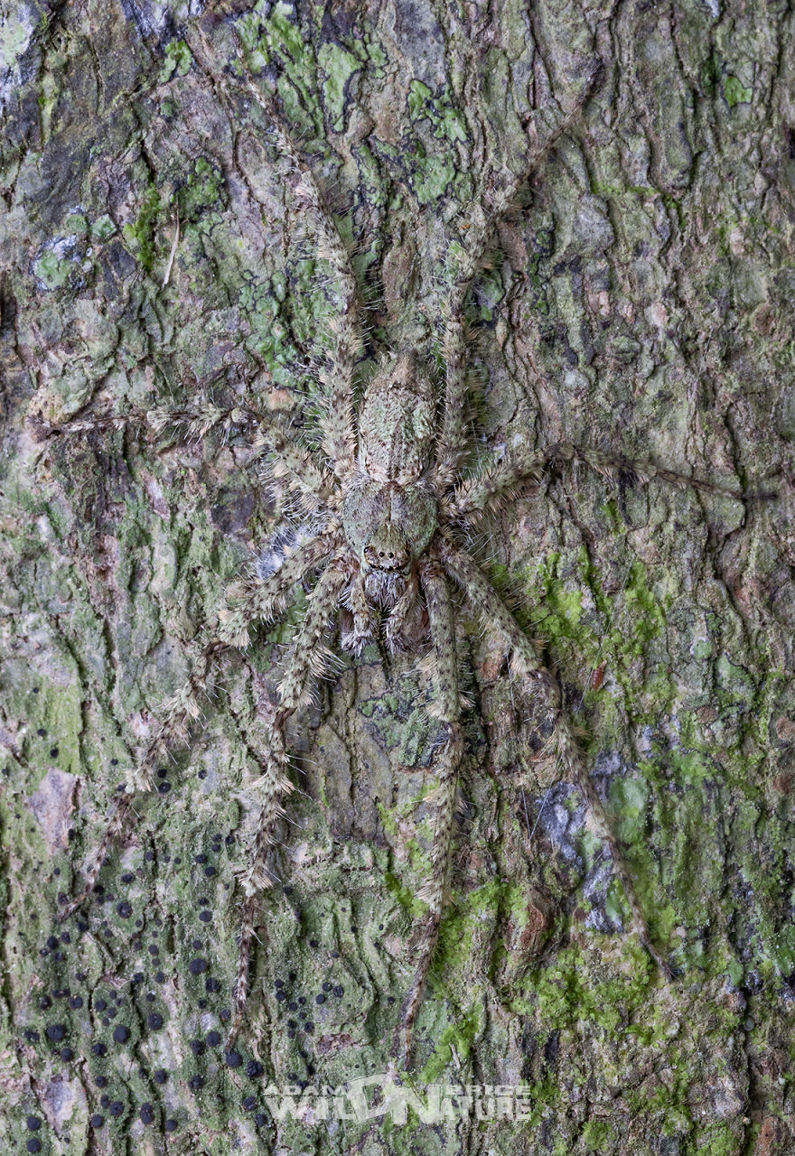Lichen Everything About This Spider Lichen Everything About This Spider