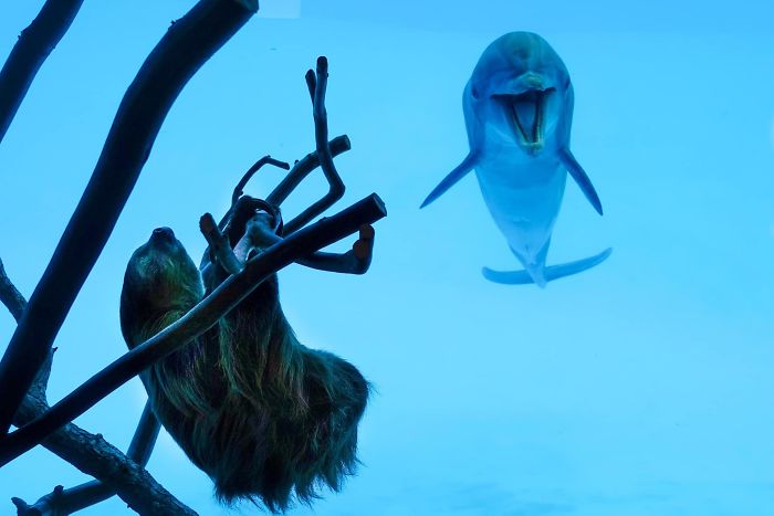 These Dolphins Have Lost Their Minds With Excitement At The Sight Of A Sloth