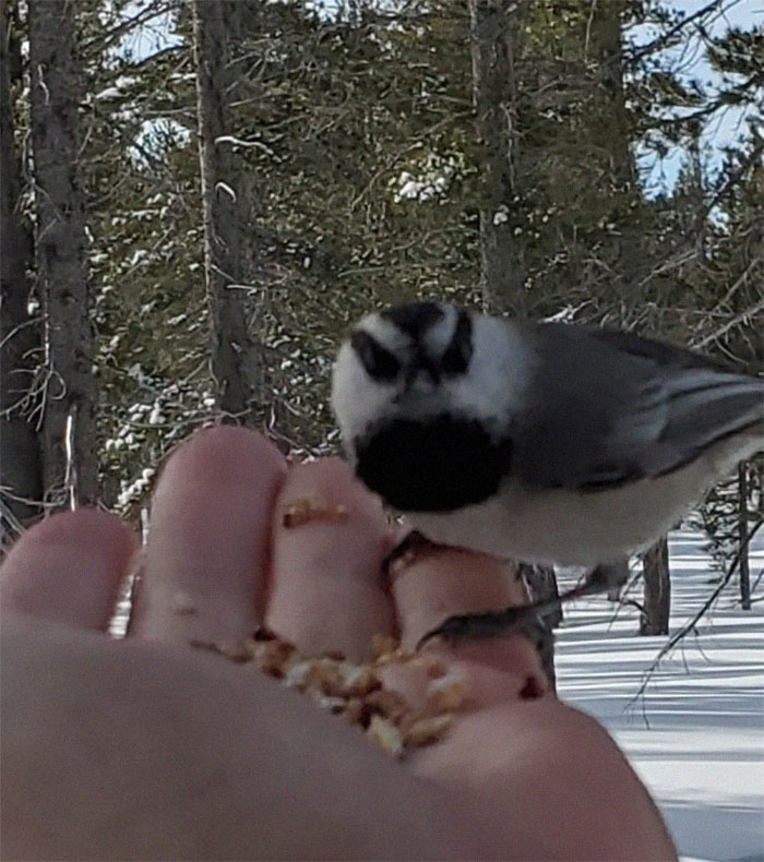 This Handfeeding The Birds Was Going Great Until He Looked Right At Me And I Realized His Face Was Actually Kinda Scary And He Looked Pretty Pissed Off!
