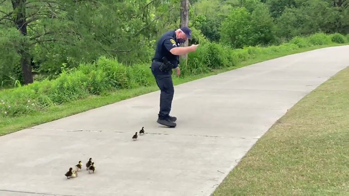 Police Monitoring Parks Escort A Family Of Ducklings Looking For Their Mother