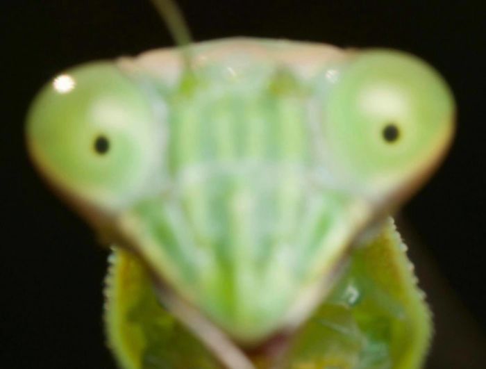 Out Of Focus Mantis Looks Like Cracked Out Mantis