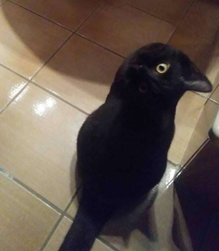 This Picture Of A Crow Is Interesting Because...it's Actually A Cat