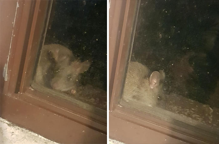 I Want To Be Clear That Yes, It's A Rat But It Remains Outside. It Just Keeps Coming To My Windowsill At Night. I Need To Clean The Window To Get A Better Pic, The Second One Is When He Turned To Look Because I Tapped The Window