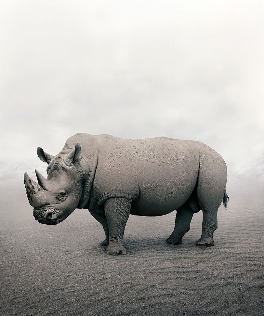 Restful Rhino