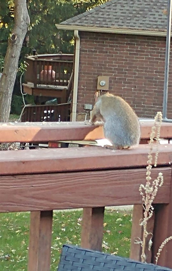 "Nubs" Our Little Tailless Squirrel Buddy
