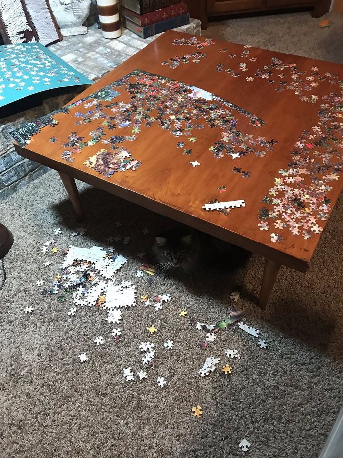 Do I Give Up Puzzles, Or Cats??? I Left It Uncovered For A Few Minutes To Make Dinner