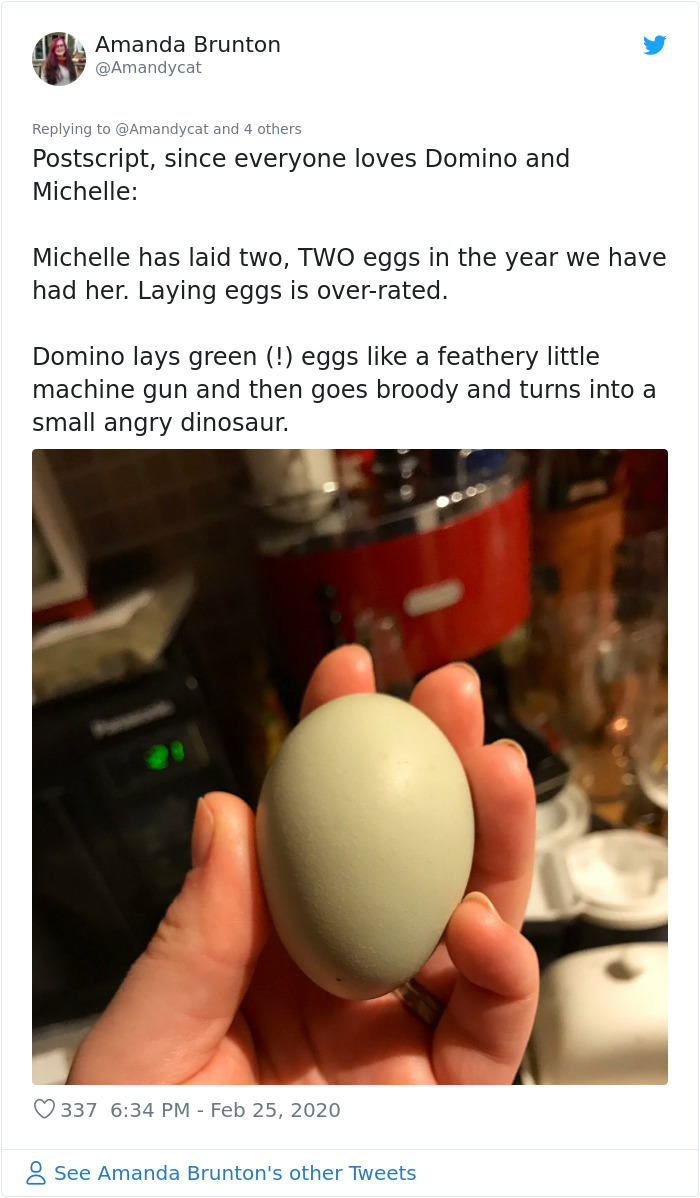 Woman Shares How She Realized Her Two Hens Were In A Lesbian Relationship In An Entertaining Thread