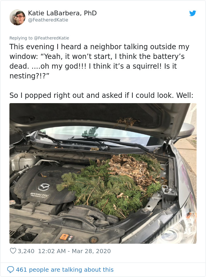 Neighbor Says Their Car Won't Start, Woman Finds A Squirrel She Tried To Fatten Up Has Had Babies Inside The Car