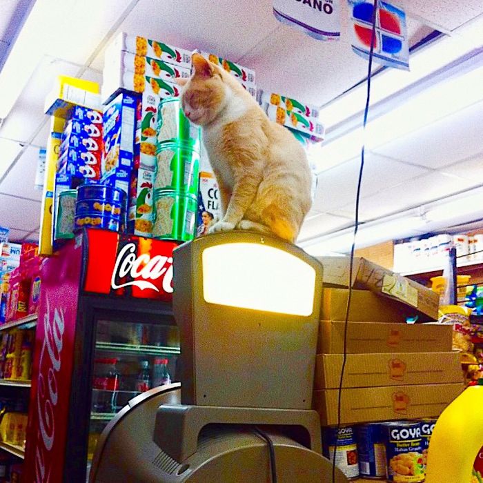 Convenience-Store-Cats