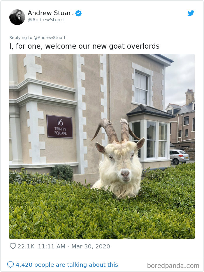 Wild Goats Seize The Moment To Take Over This UK Town Which Is Empty Due To Coronavirus