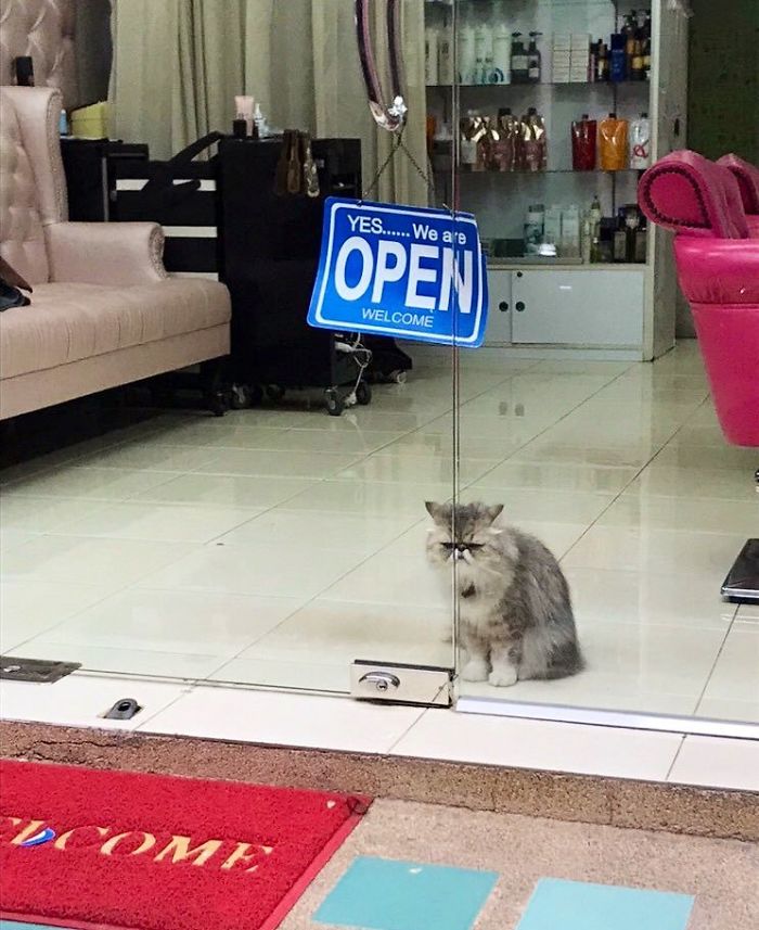 Convenience-Store-Cats