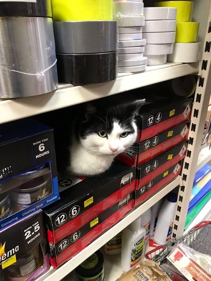 This Twitter Account Collects Photos Of Cats In Small Shops Looking Like They Own The Place