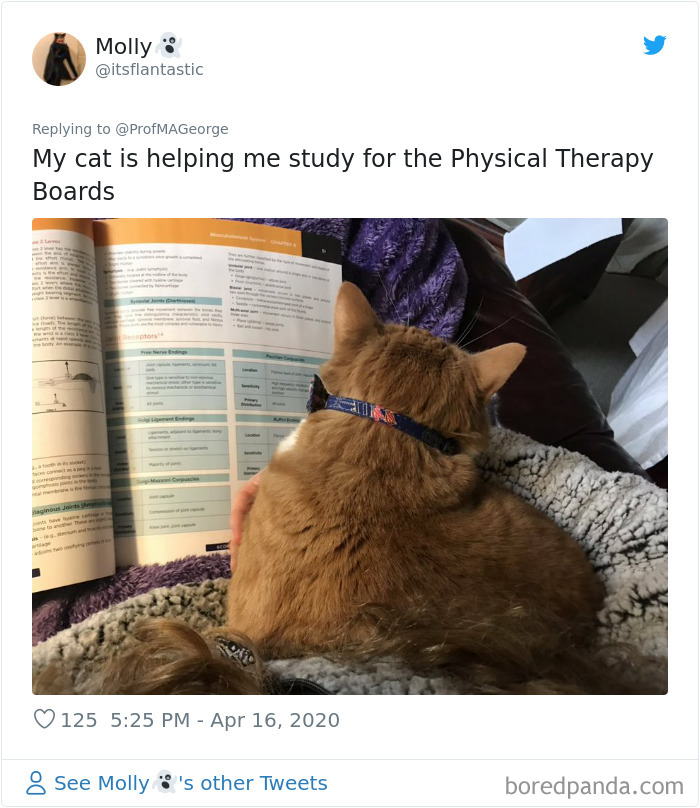 Students-Share-Photos-Pets-Doing-Class-Work