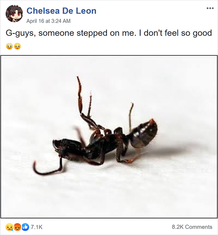 This Facebook Group Is Dedicated To People Pretending To Be Ants