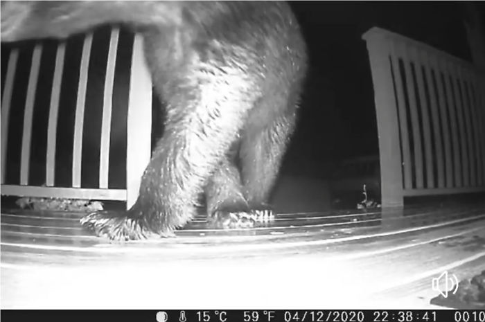 Put A Trail Cam At Floor Level By The Front Door To See The Feral Cat We Thought We Were Feeding. Will Never Go Out That Door After Dark Again