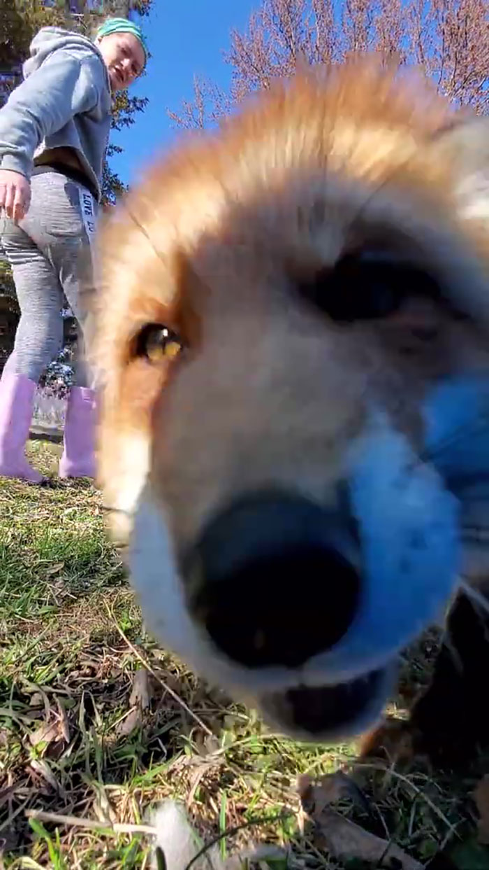 This Sneaky Fox Steals A Woman's Phone, Runs Away While It's Still Recording, Tries To Bury It