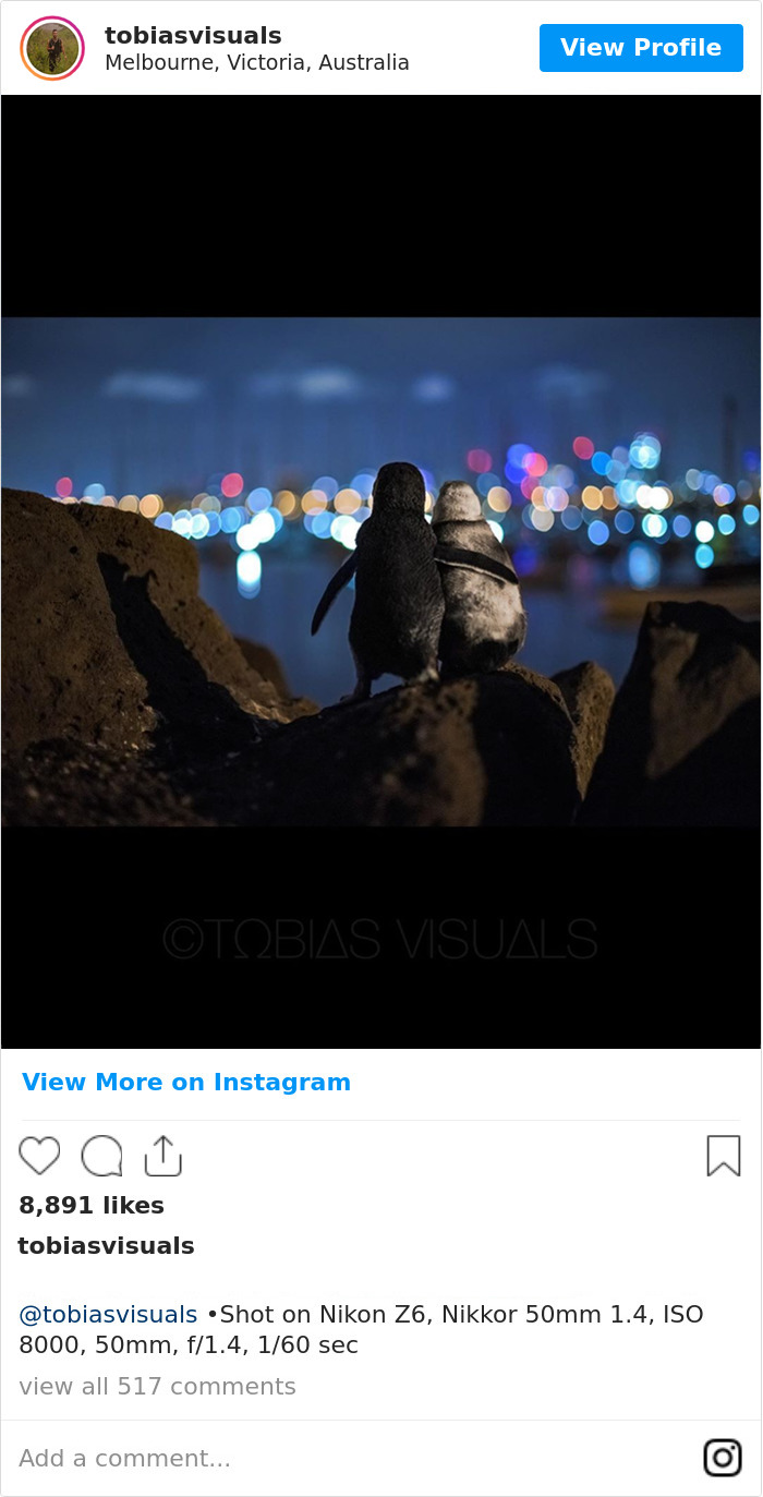 Este fotógrafo retrató a dos pingüinos enviudados mirando el horizonte de Melbourne juntos