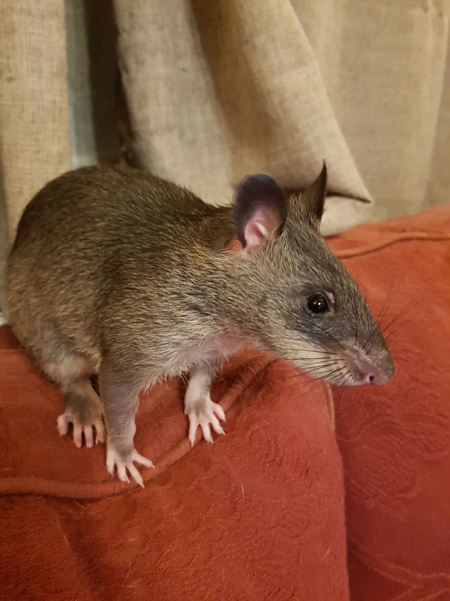 My Life With A Gambian Pouched Rat