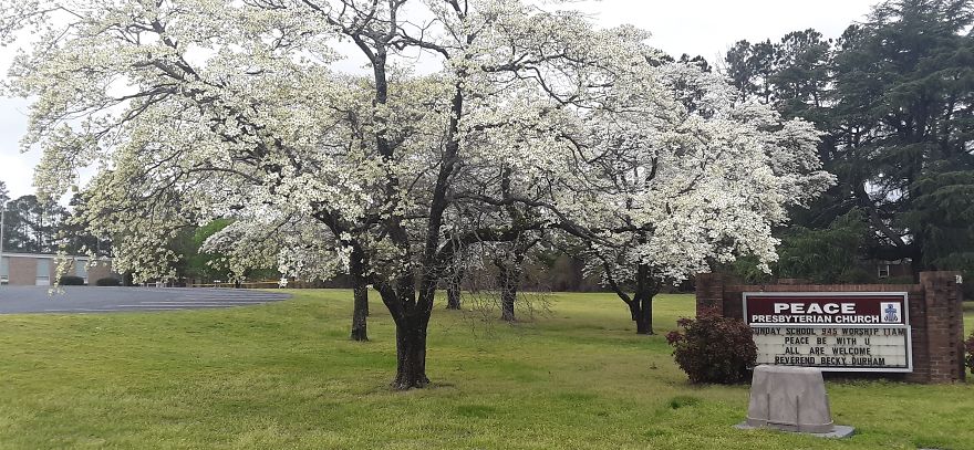 Beautiful Flowering Dogwood Trees In Fayetteville North Carolina Beautiful Flowering Dogwood Trees In Fayetteville North Carolina