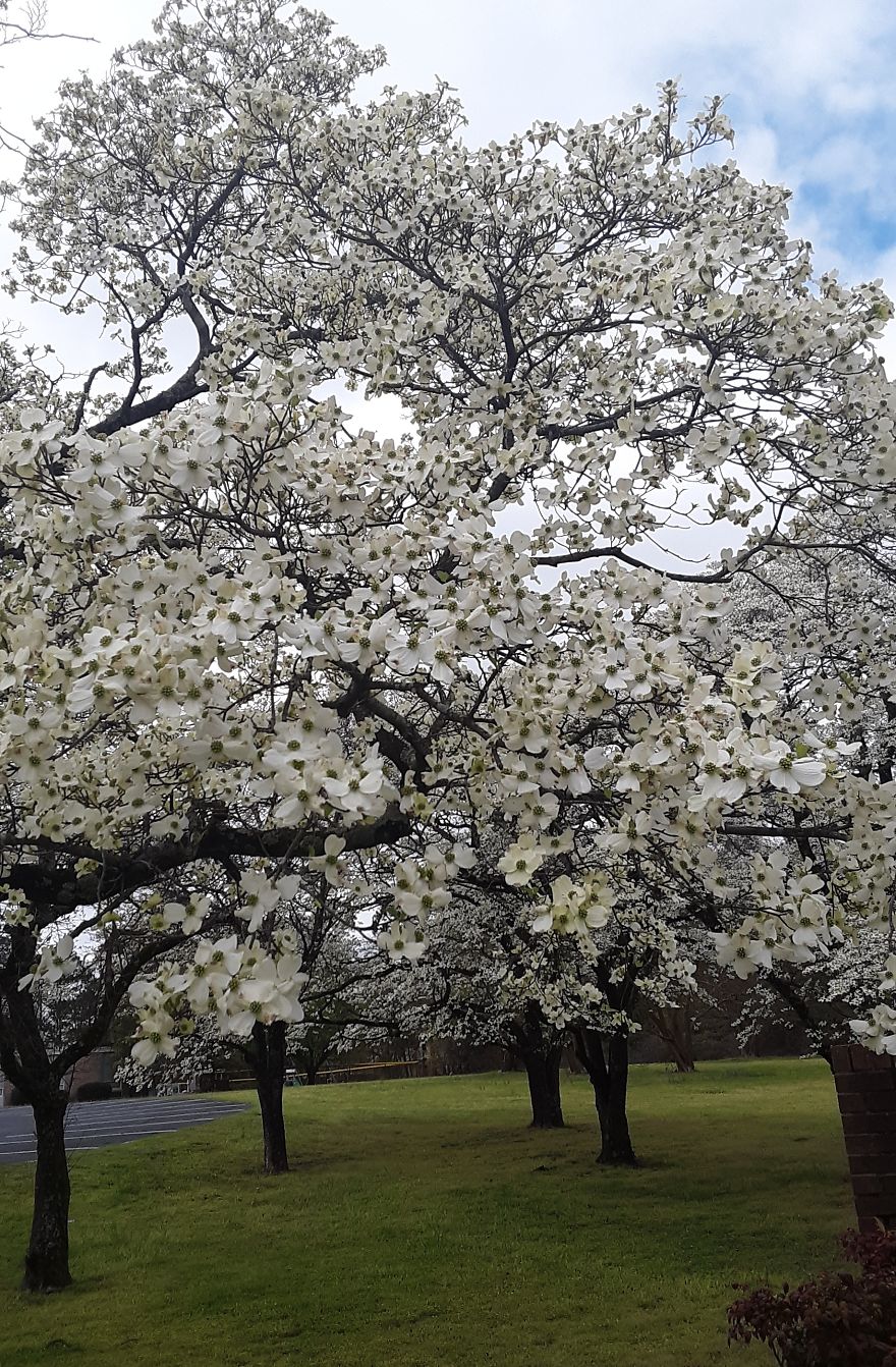 Beautiful Flowering Dogwood Trees In Fayetteville North Carolina Beautiful Flowering Dogwood Trees In Fayetteville North Carolina