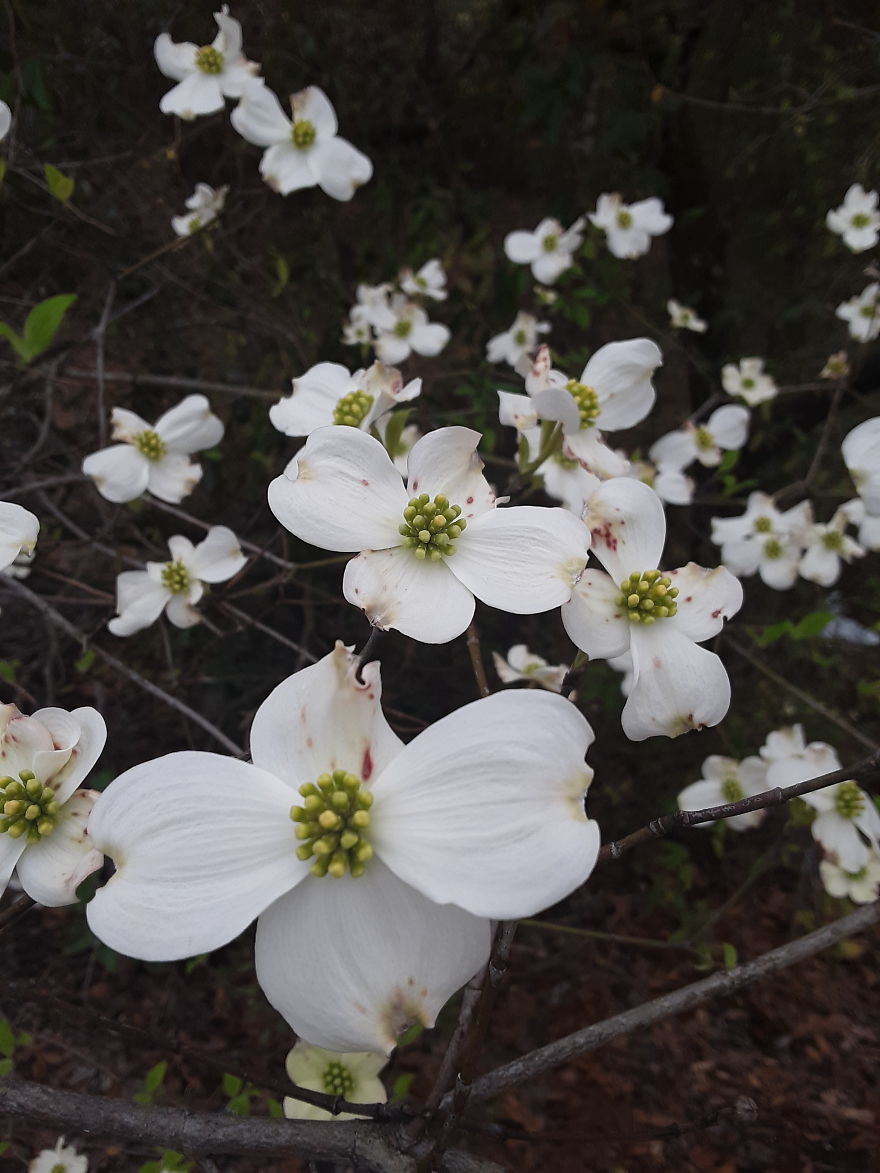 Beautiful Flowering Dogwood Trees In Fayetteville North Carolina Beautiful Flowering Dogwood Trees In Fayetteville North Carolina