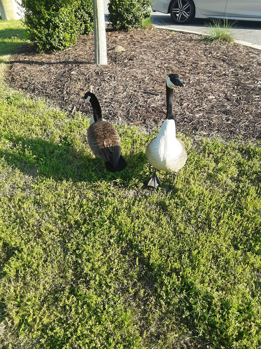Canadian Geese Following My Shadow As I Took A Photograph Of Them They Were Following My Shadow To See If I Would Feed Them
