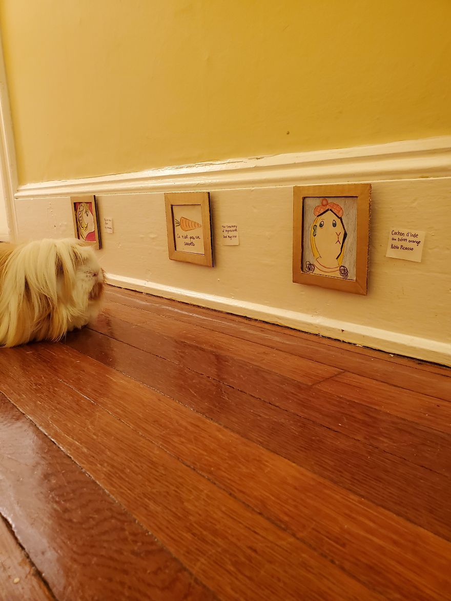 I've Made A Fine Art Museum For My Guinea Pig, And She Seems To Have Enjoyed It