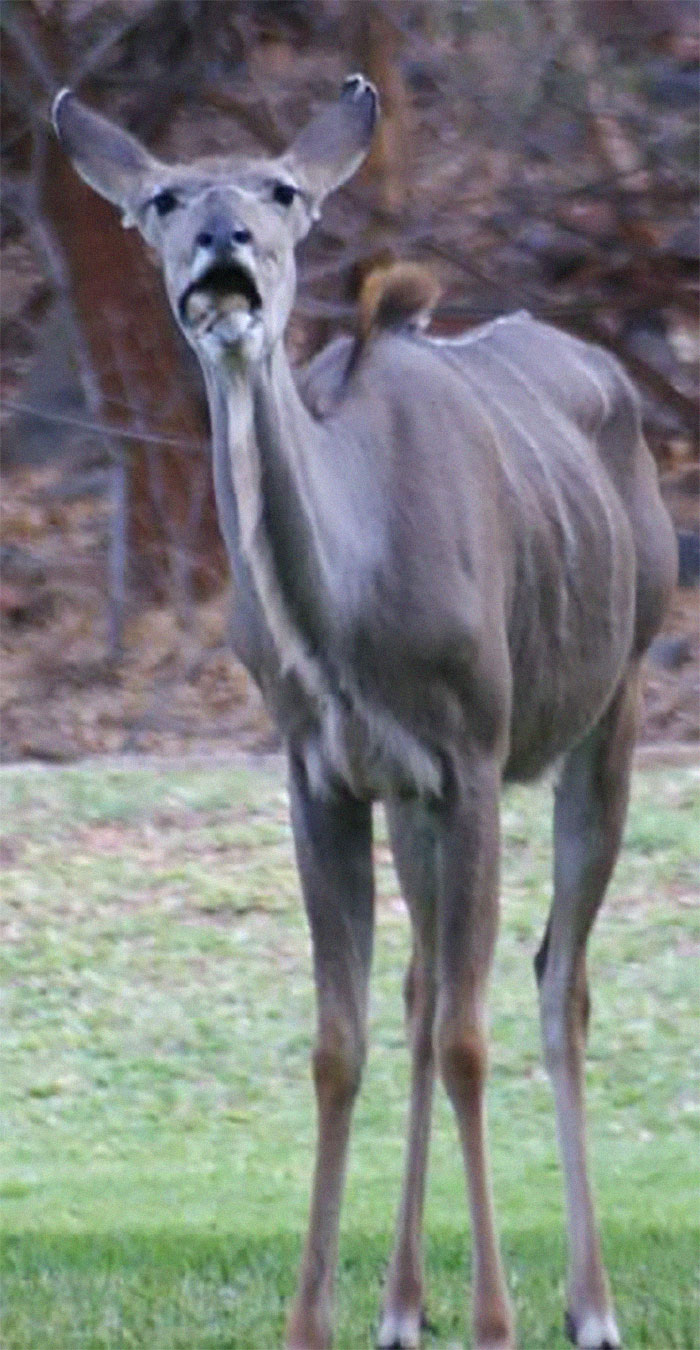 A Graceful Kudu In South Africa