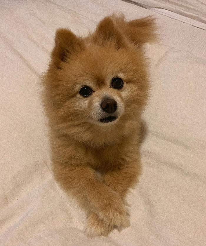 Woman Leaves Her Instagram Followers In Stitches After Grooming Her Dog In Self-Isolation