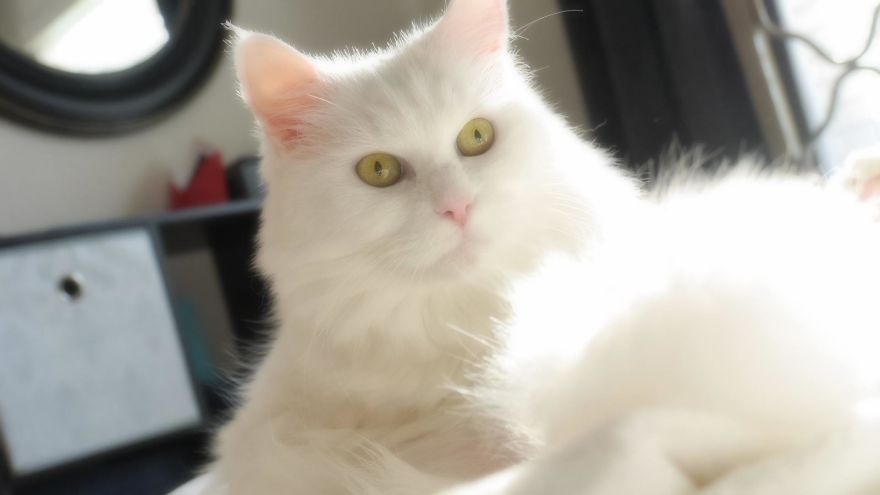 Expressions Of Blanche, 33 Pics Of My Sassy Senior Kitty Expressions Of Blanche, 33 Pics Of My Sassy Senior Kitty