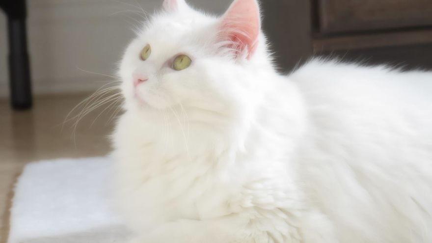 Expressions Of Blanche, 33 Pics Of My Sassy Senior Kitty Expressions Of Blanche, 33 Pics Of My Sassy Senior Kitty