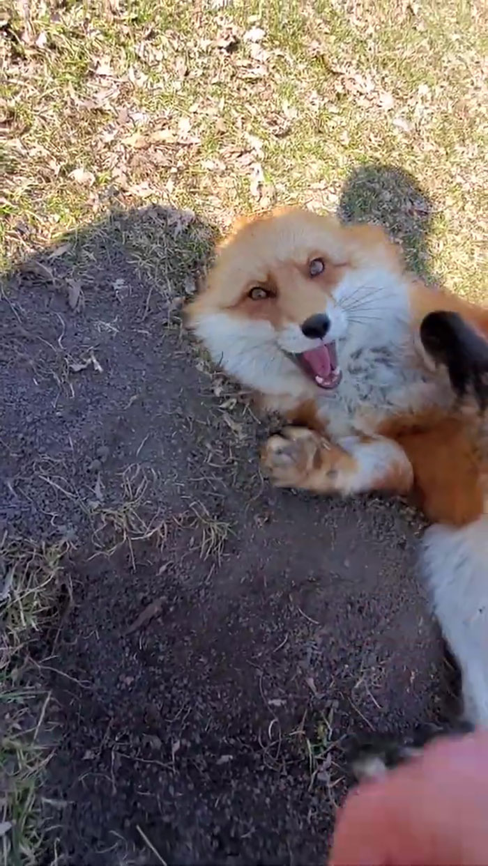 This Sneaky Fox Steals A Woman's Phone, Runs Away While It's Still Recording, Tries To Bury It