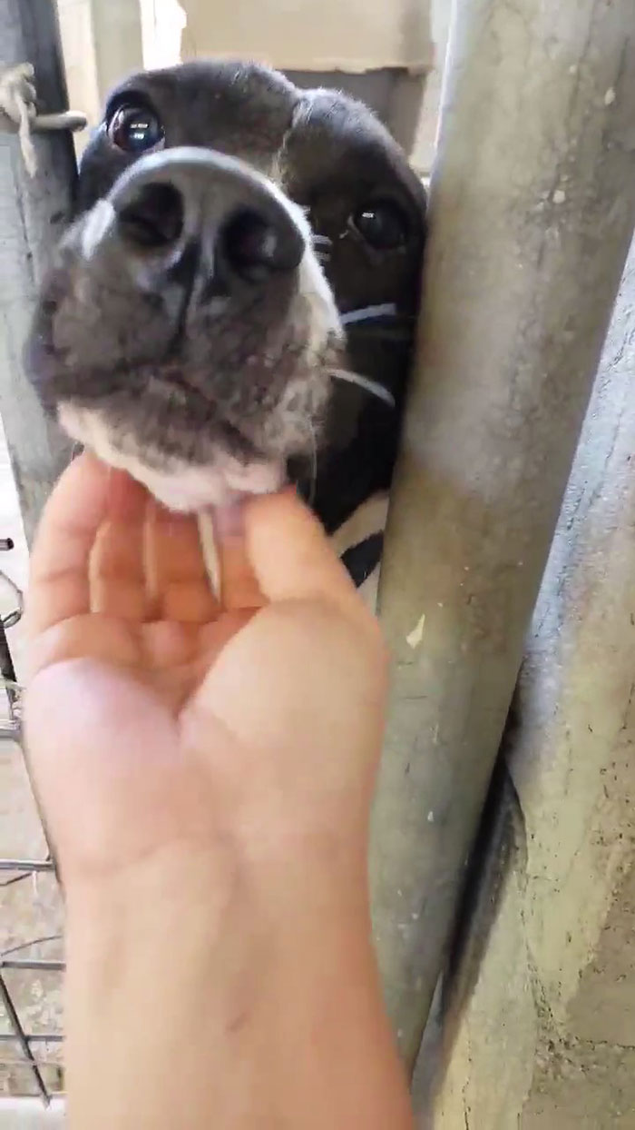 This Friendly Doggo Likes To Hold Hands With People Passing By His Kennel