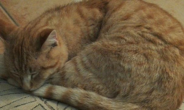 Adopting This Cat