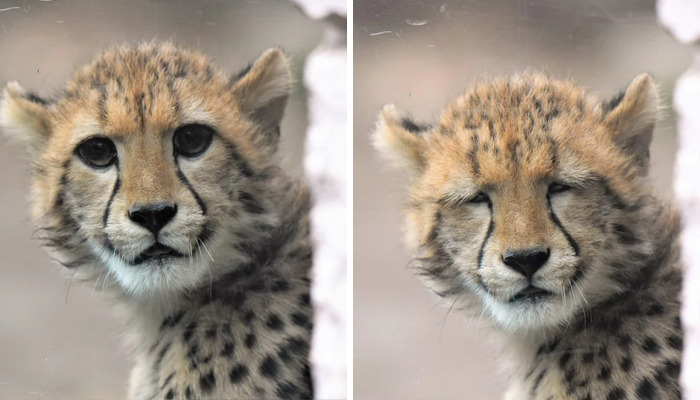 These 20 Animals Show How Exactly We Look Without Contact Lenses