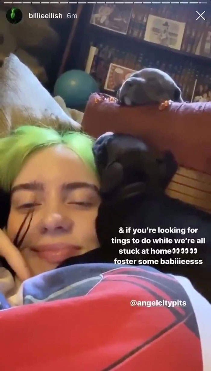 Billie Eilish 'Fails' At Fostering A Pit Bull In Quarantine By Adopting It