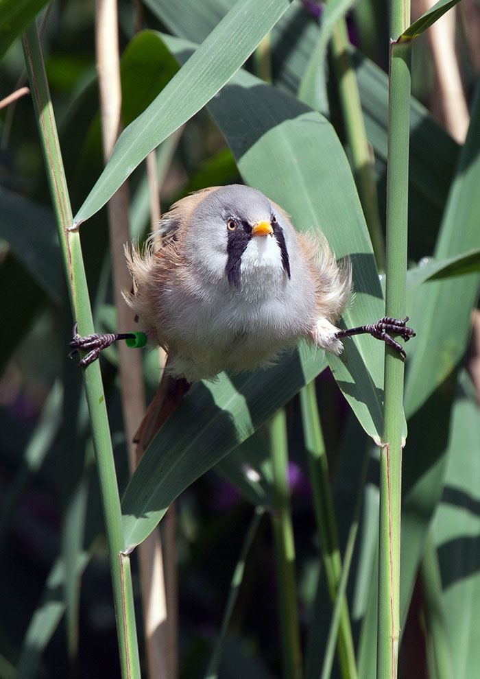 These Adorably Round Bearded Reedling Birds Can Do Perfect Splits