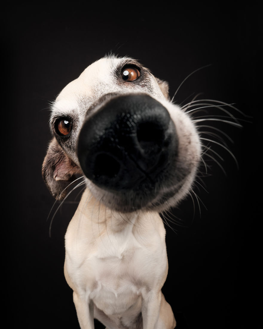 Scout, A Galgo Mix