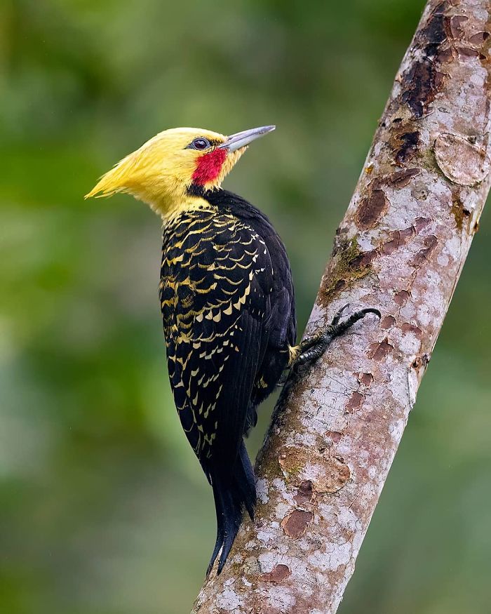 Close-up of a colorful woodpecker perched on a tree branch in the Brazilian Atlantic Forests, showcasing diverse exotic birds.