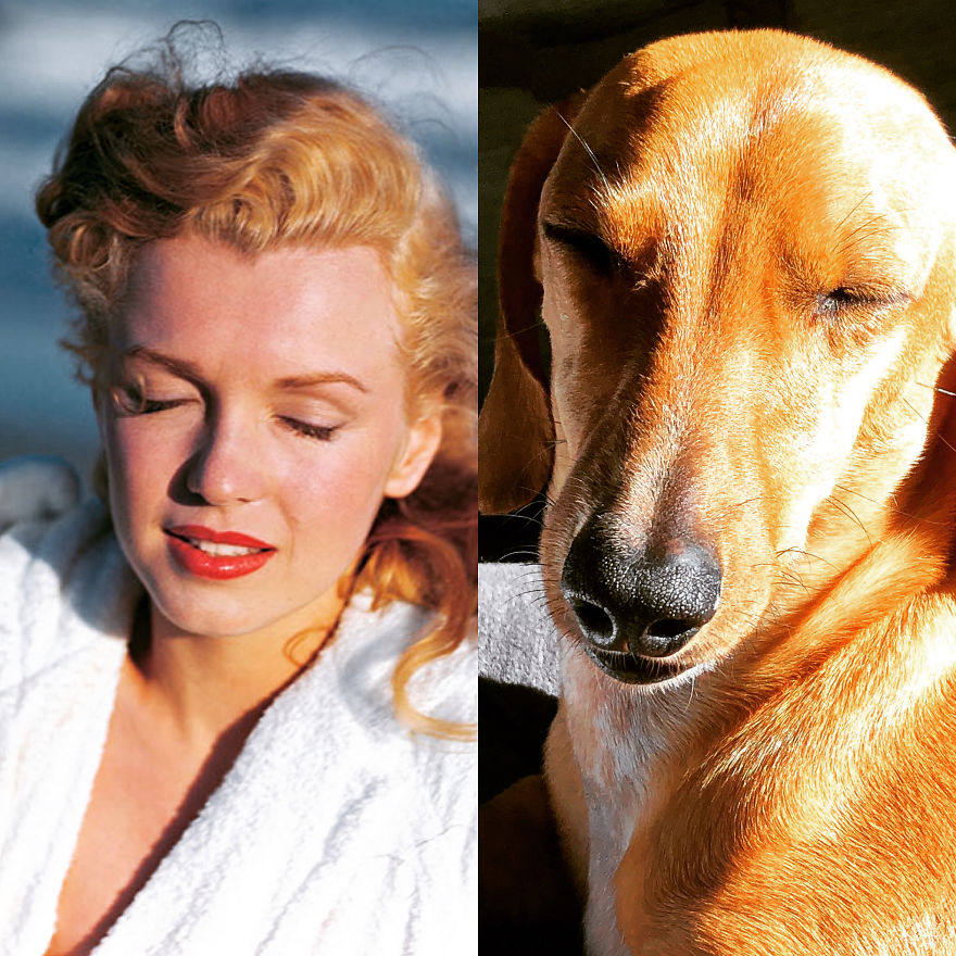 We Compare Our Dog Remy With Celebrities