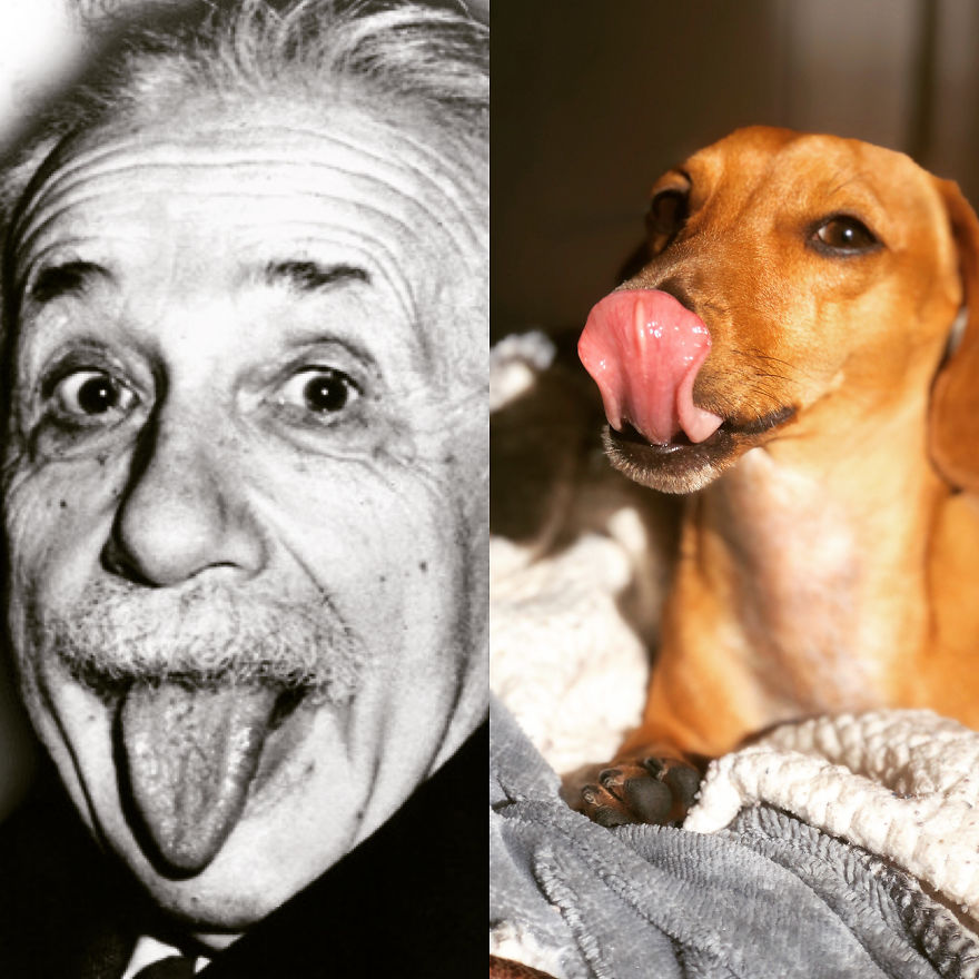 We Compare Our Dog Remy With Celebrities