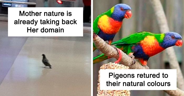 30 Funny Posts Of "Wildlife Returning' To Nature As Humans Are ...