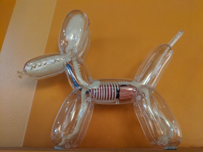 Esta escultura de perro con órganos y huesos, encontrada en un museo
